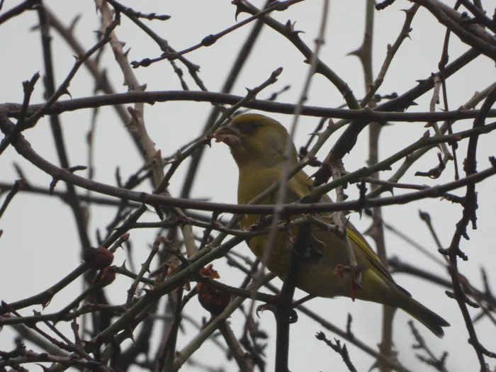 Spotted European Greenfinch