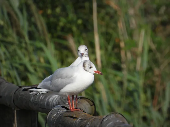 Spotted Black-headed Gull