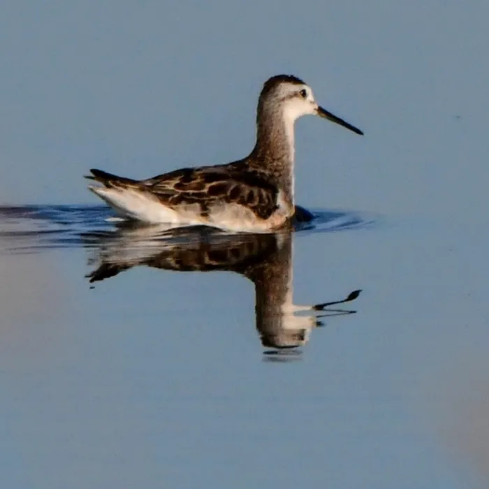Gespotte Grote franjepoot