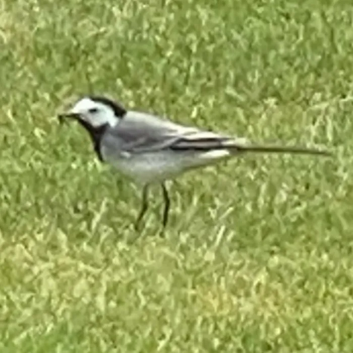 Spotted White Wagtail
