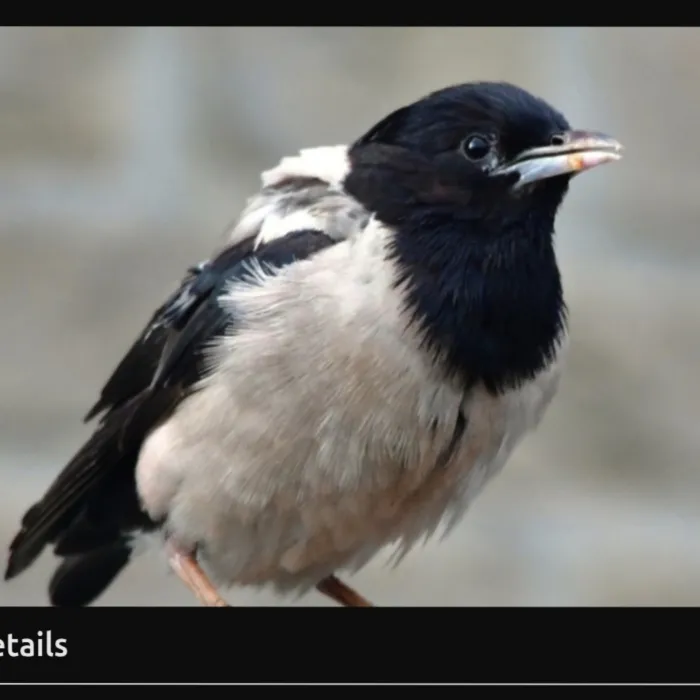 Gespotte Roze spreeuw