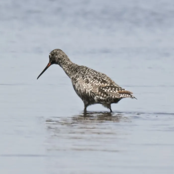 Spotted Spotted Redshank