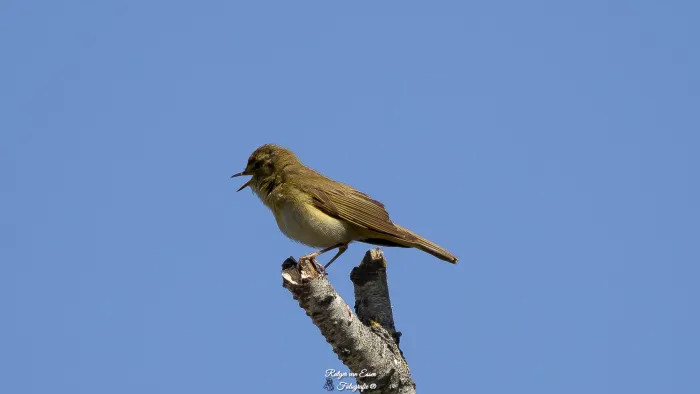 Willow Warbler