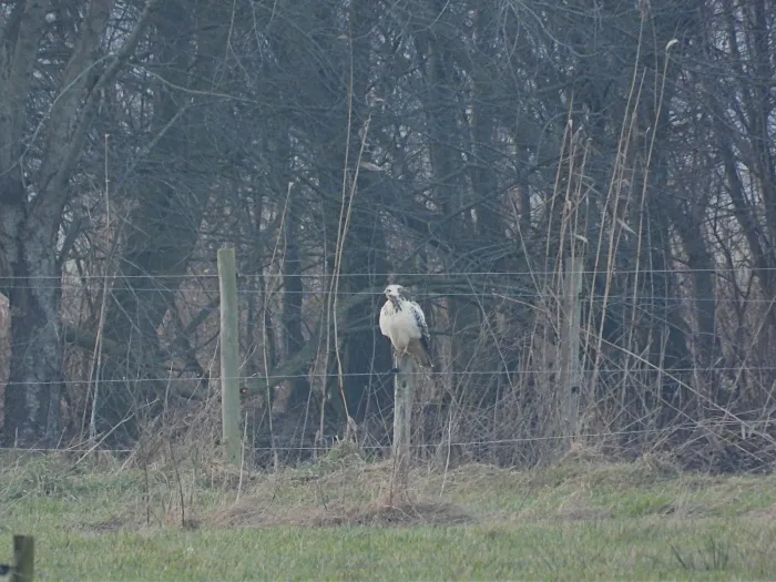 Spotted Common Buzzard