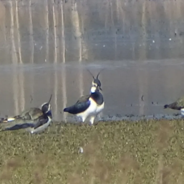 Spotted Northern Lapwing