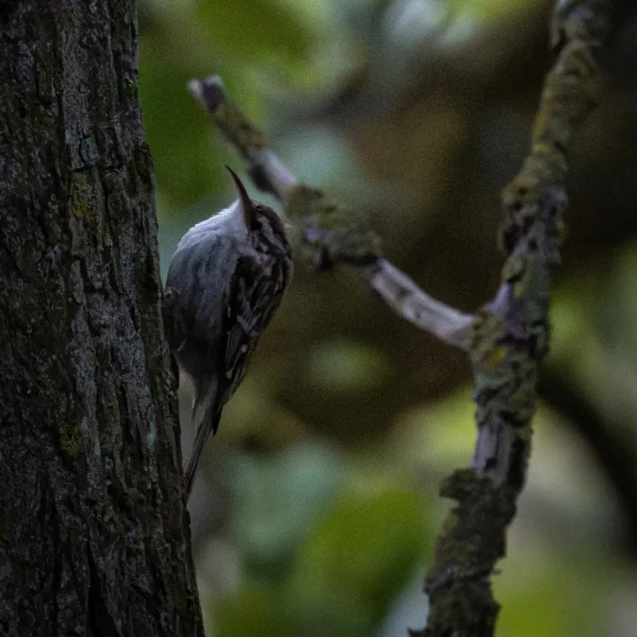 Spotted Short-toed Treecreeper