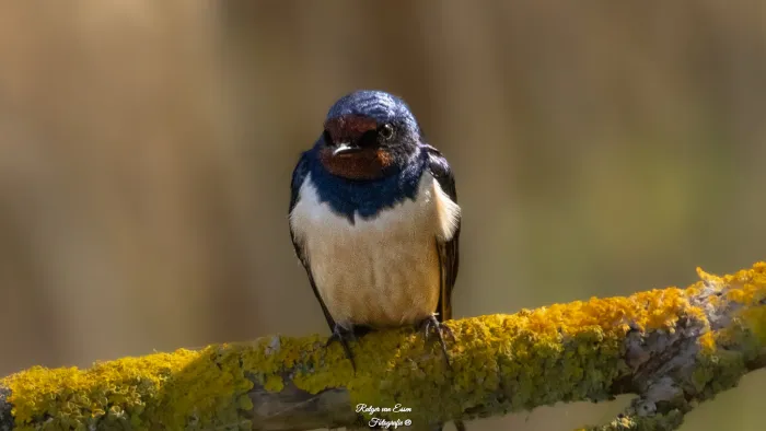 Barn Swallow