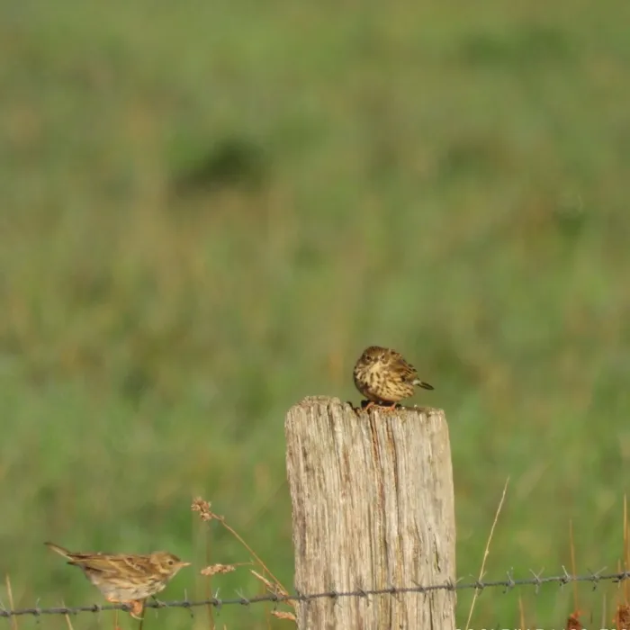 Spotted Meadow Pipit