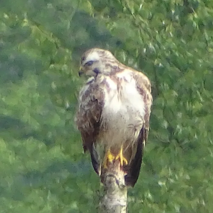 Spotted Common Buzzard