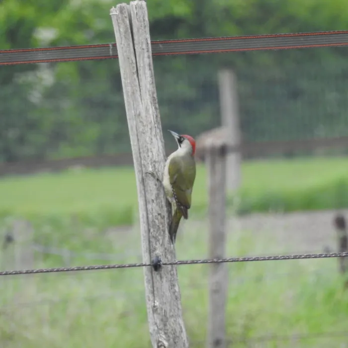 Spotted Eurasian Green Woodpecker