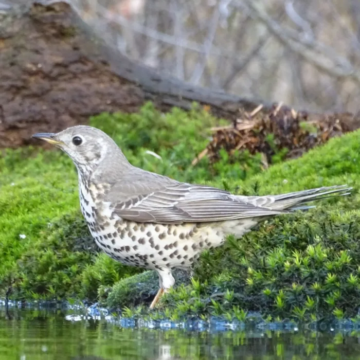 Spotted Mistle Thrush
