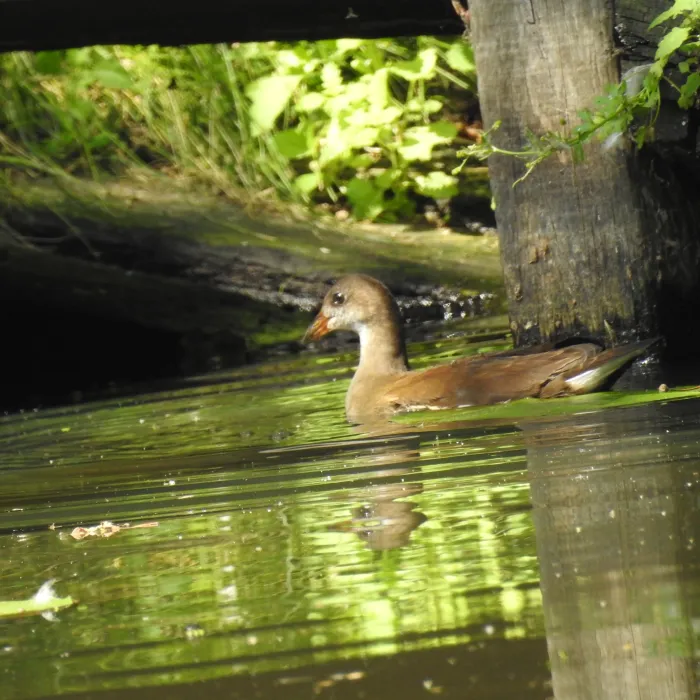 Spotted Eurasian Moorhen