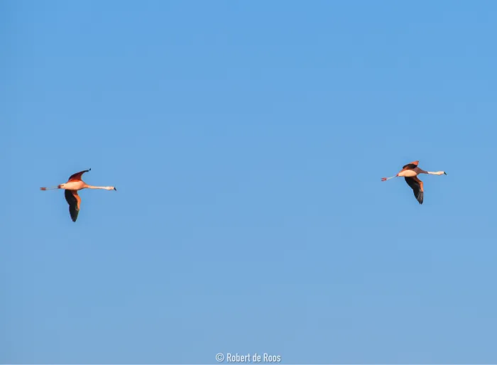 Spotted Chilean Flamingo