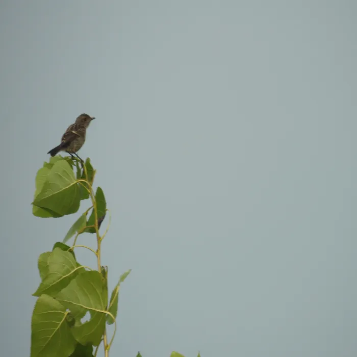Spotted European Stonechat