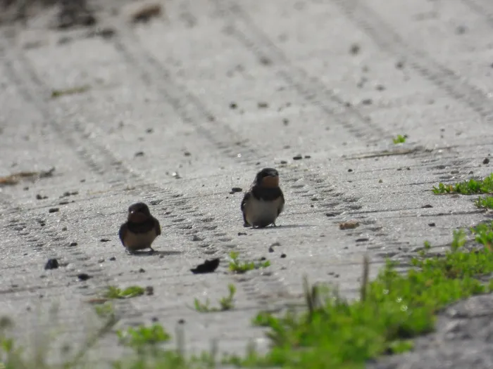 Spotted Barn Swallow