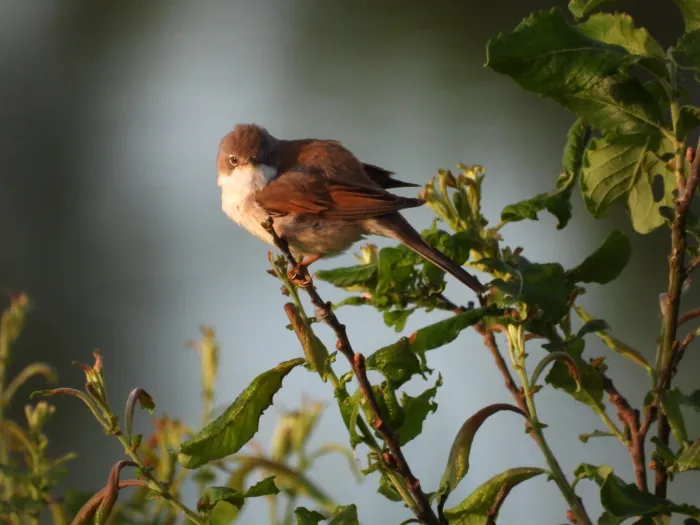 Waargenomen Grasmus