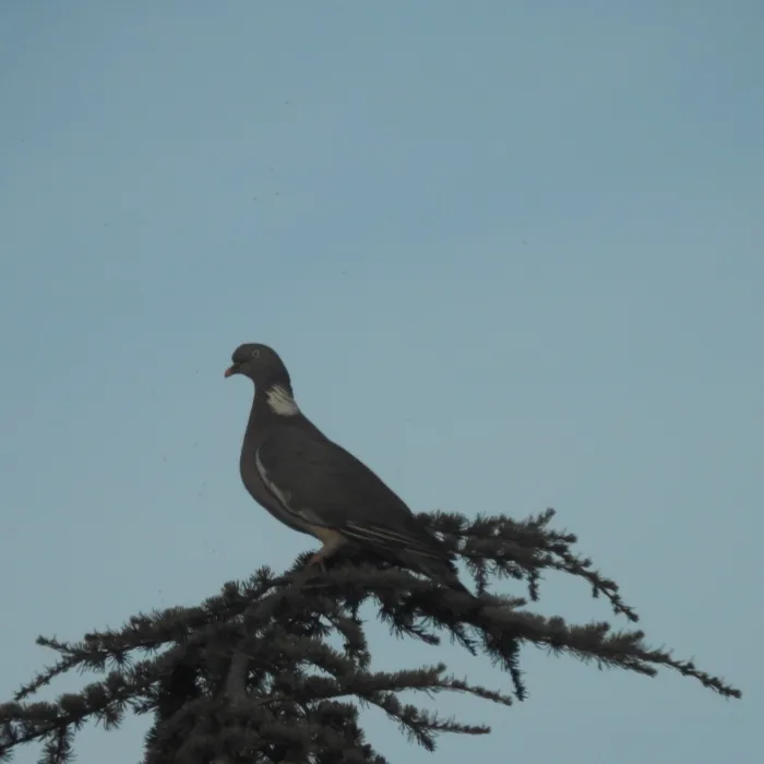 Spotted Common Wood-Pigeon