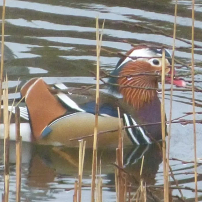 Gespotte Mandarijneend