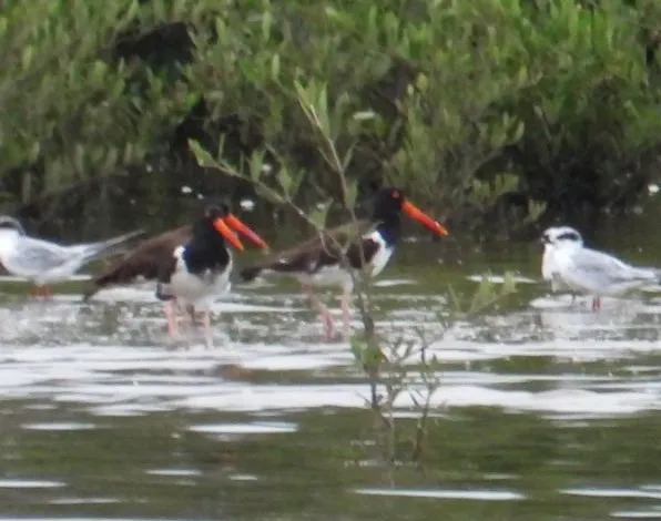 Spotted American Oystercatcher