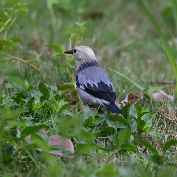 Spotted Red-billed Starling