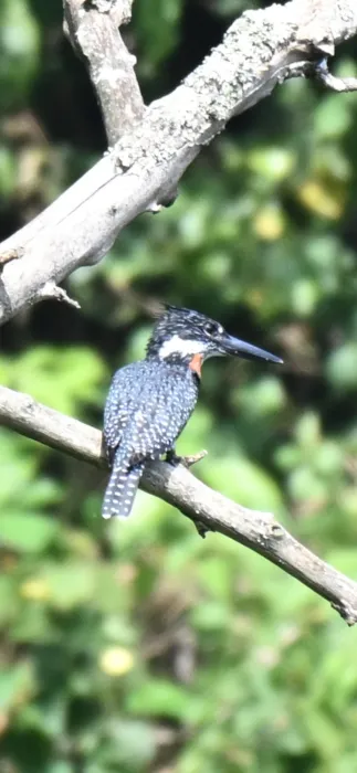 Spotted Giant Kingfisher