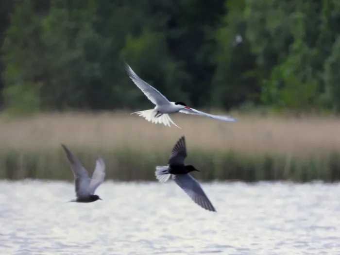 Spotted Common Tern