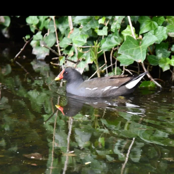 Eurasian Moorhen