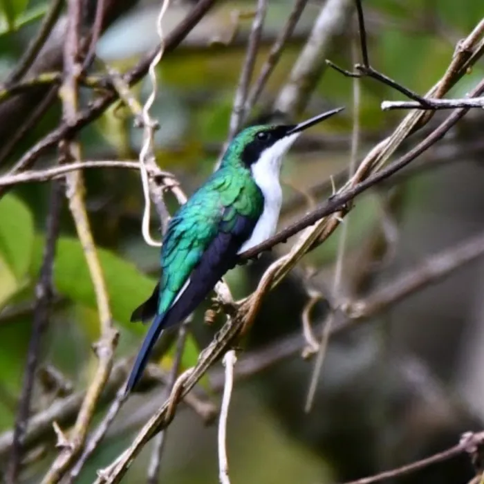 Gespotte Paarskopfeeënkolibrie