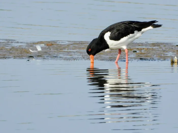 Spotted Eurasian Oystercatcher