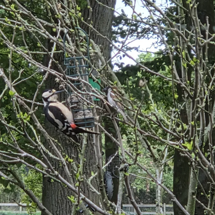 Spotted Great Spotted Woodpecker