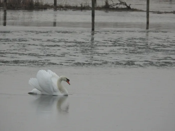 Spotted Mute Swan
