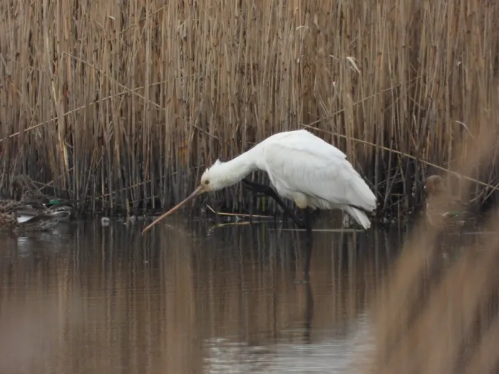 Eurasian Spoonbill