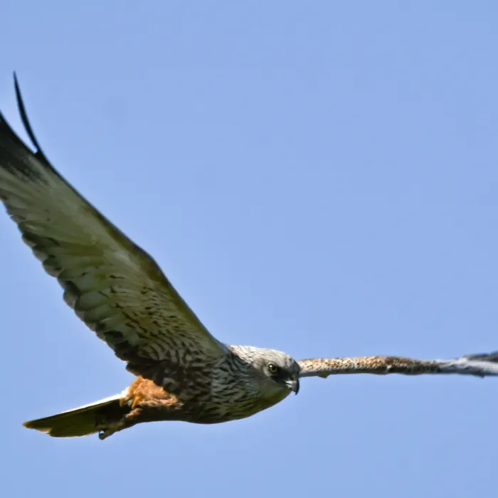 Spotted Western Marsh Harrier
