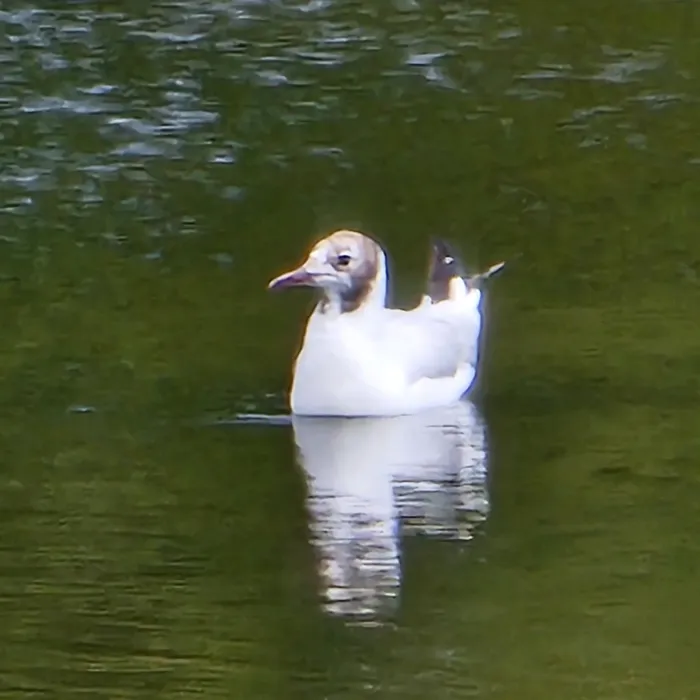 Black-headed Gull