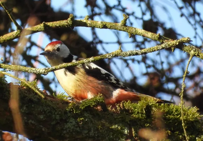 Gespotte Middelste bonte specht
