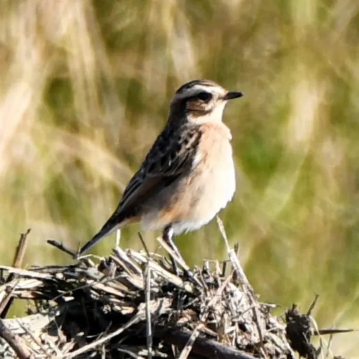Spotted Whinchat