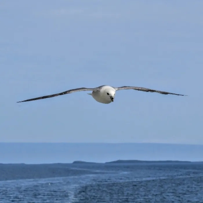 Spotted Northern Fulmar