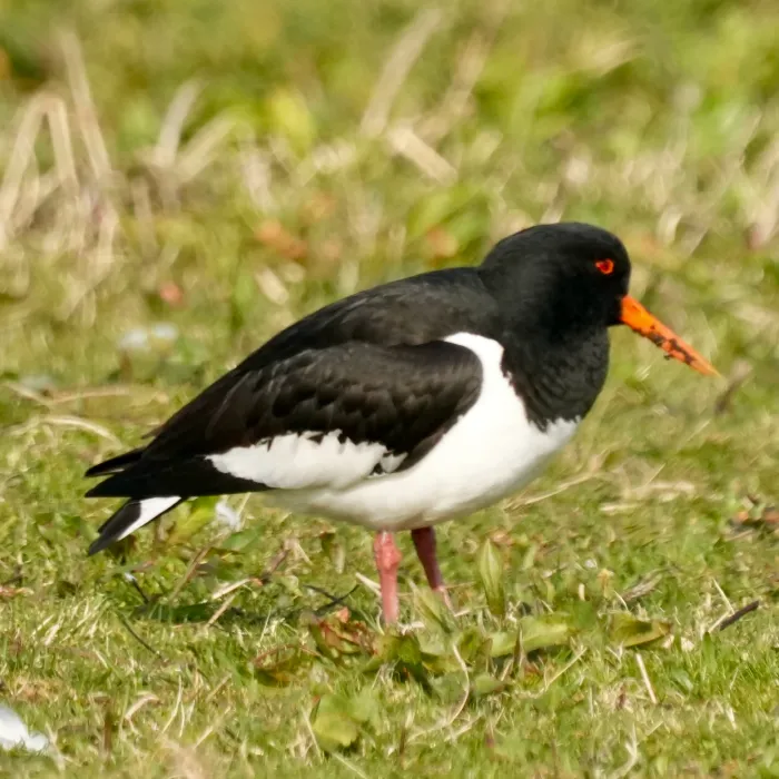 Spotted Eurasian Oystercatcher