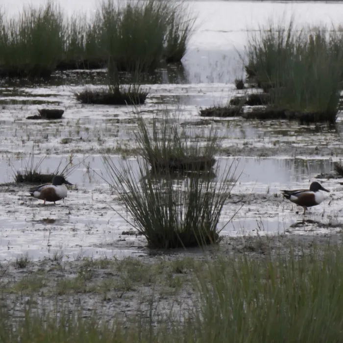 Spotted Northern Shoveler