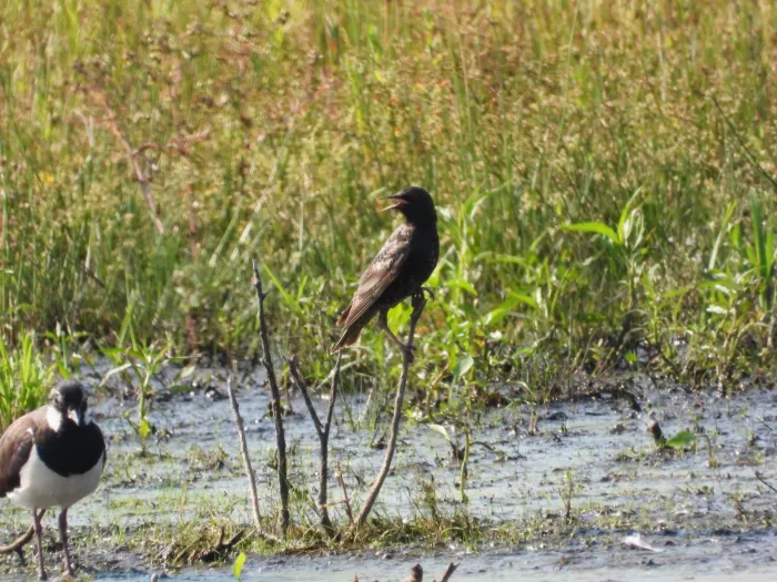 Spotted European Starling