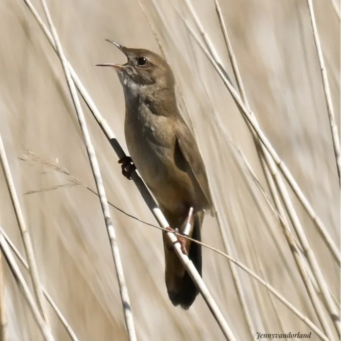 Savi's Warbler