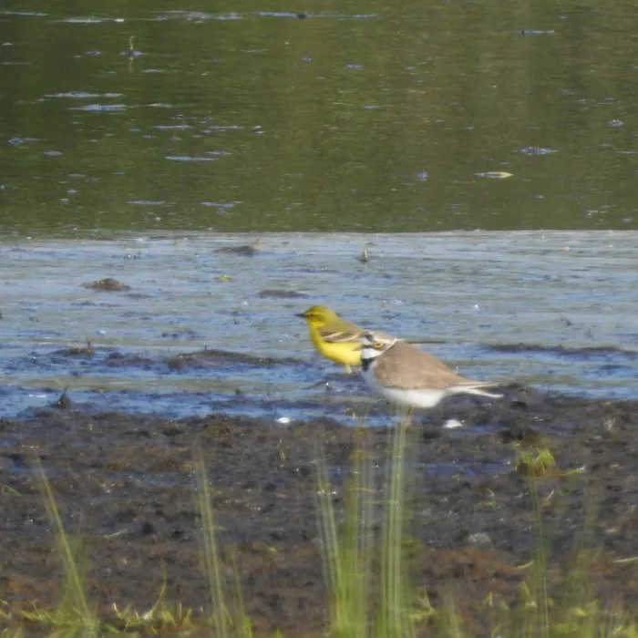 Spotted Western Yellow Wagtail