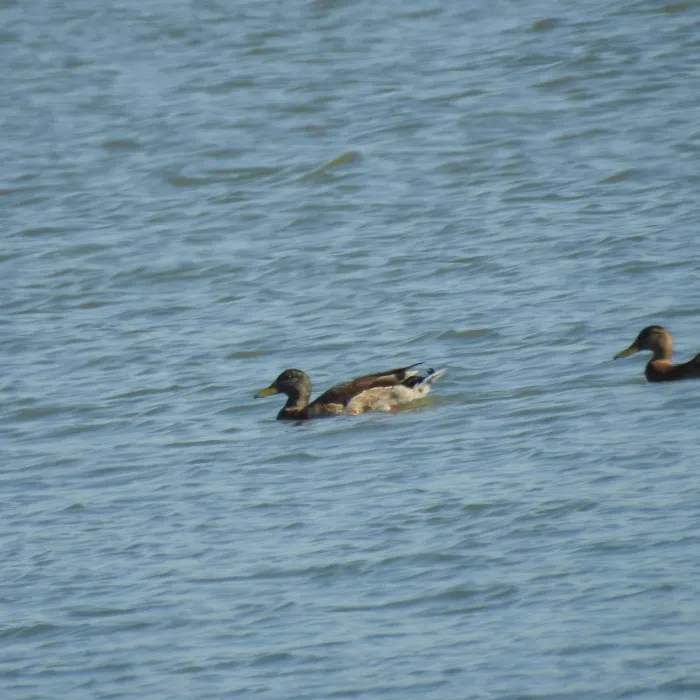 Spotted Mallard