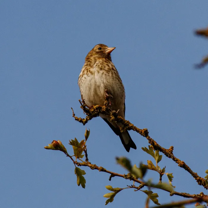 Eurasian Linnet