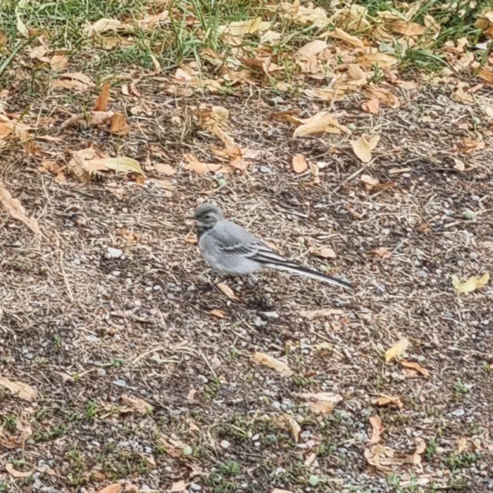 White Wagtail