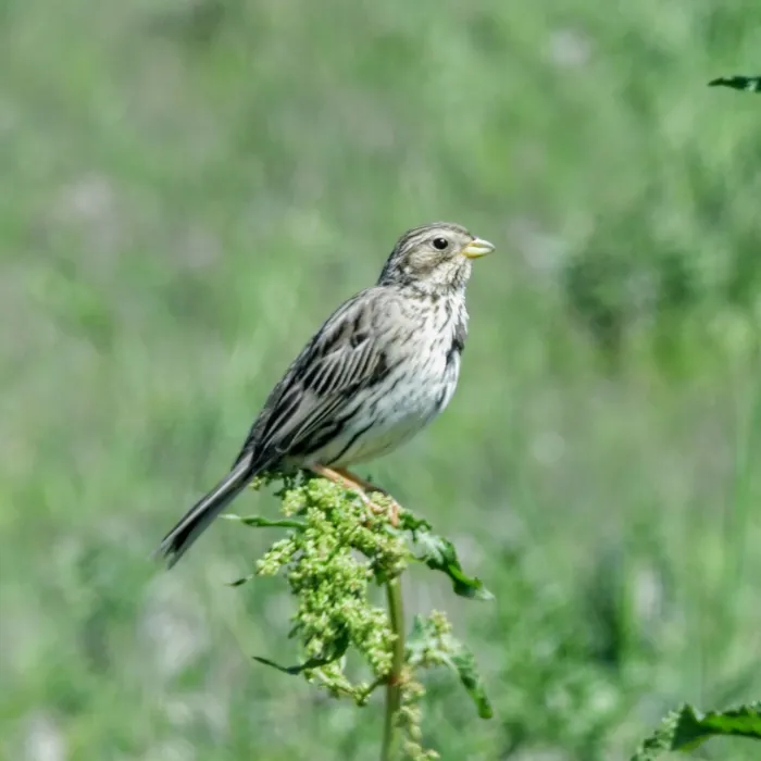 Spotted Corn Bunting