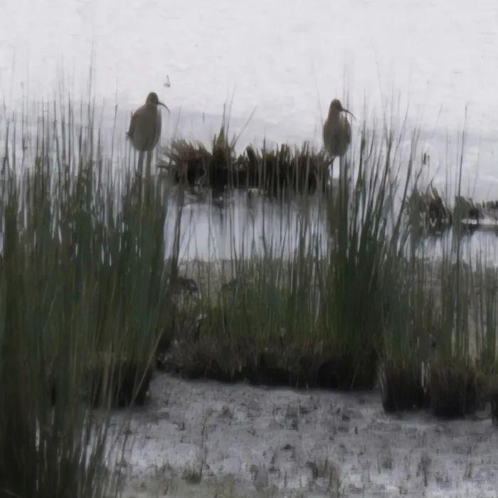 Spotted Eurasian Curlew