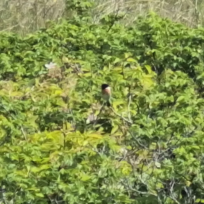 Spotted European Stonechat
