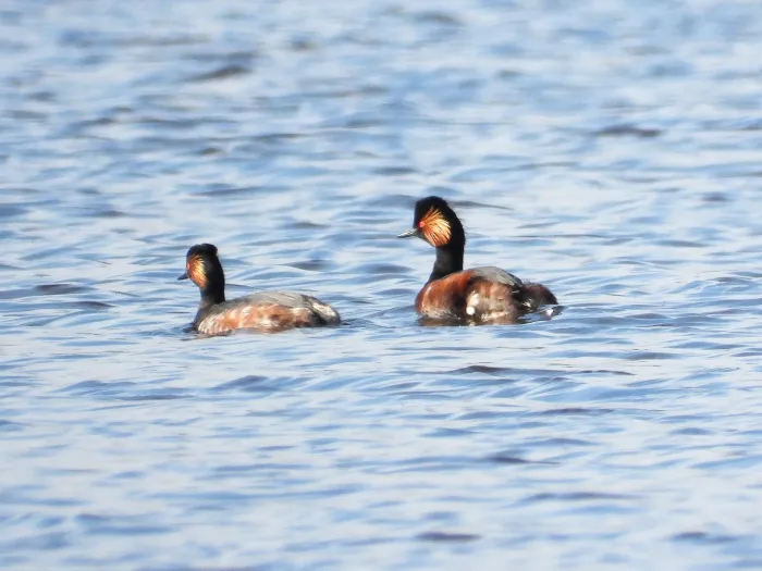 Gespotte Geoorde fuut