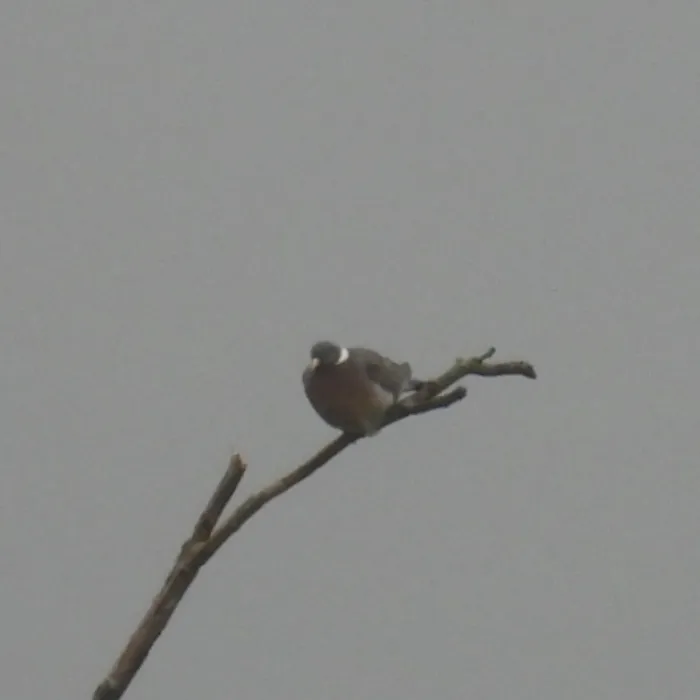 Spotted Common Wood-Pigeon